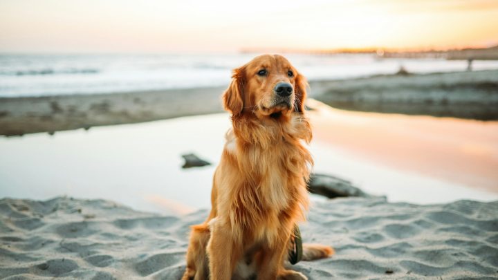Good Boy: Os ‘Enormes’ Desafios e a Estrela Canina Por Trás do Terror do Momento